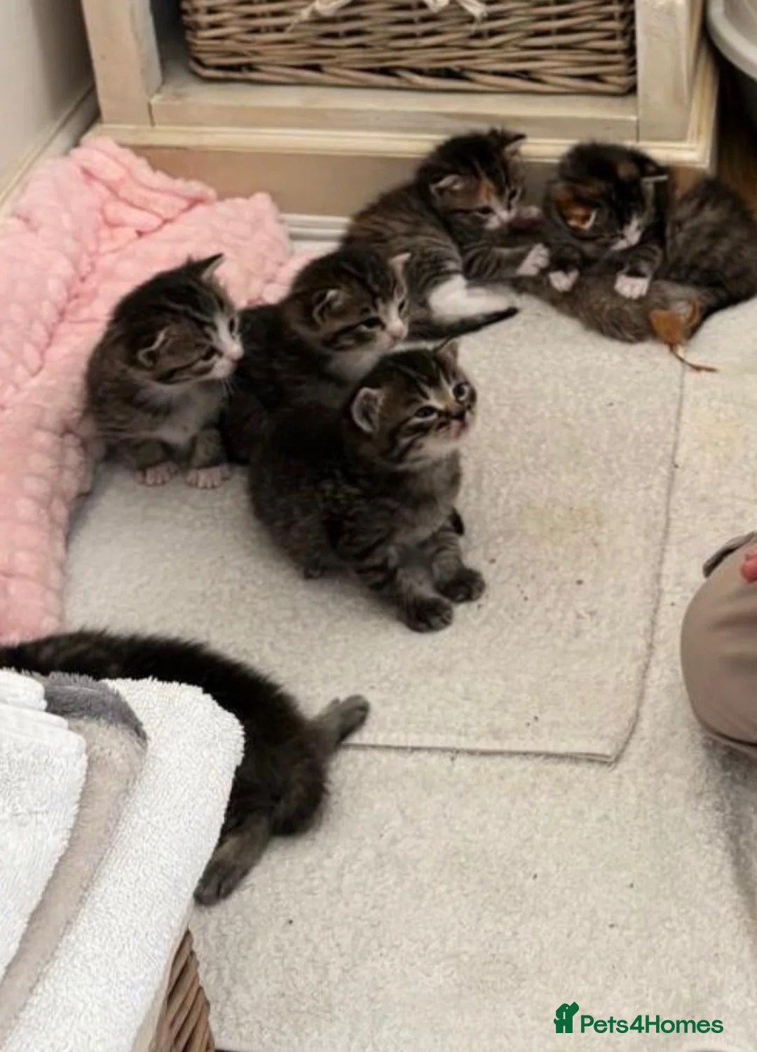 Mixed Breed cats for sale: Half ragdoll kittens for sale in Wokingham - Advert 2
