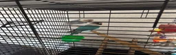 Lovebirds birds for sale: Love birds breeding pairs beautiful birds  - Advert 7