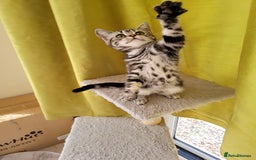 British Shorthair cats for sale: Ready to collect British Shorthair Silver Tabby in Rochester - Image 11