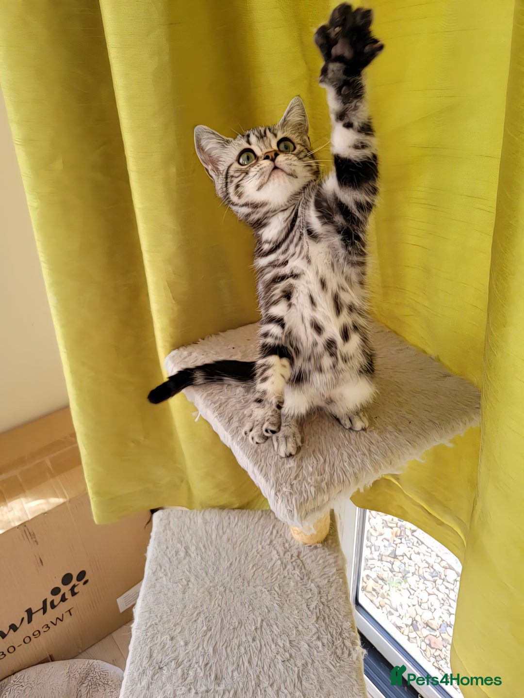 British Shorthair cats for sale: Ready to collect British Shorthair Silver Tabby in Rochester - Image 11