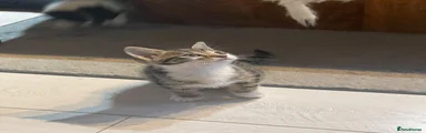 Mixed Breed Kitten 5