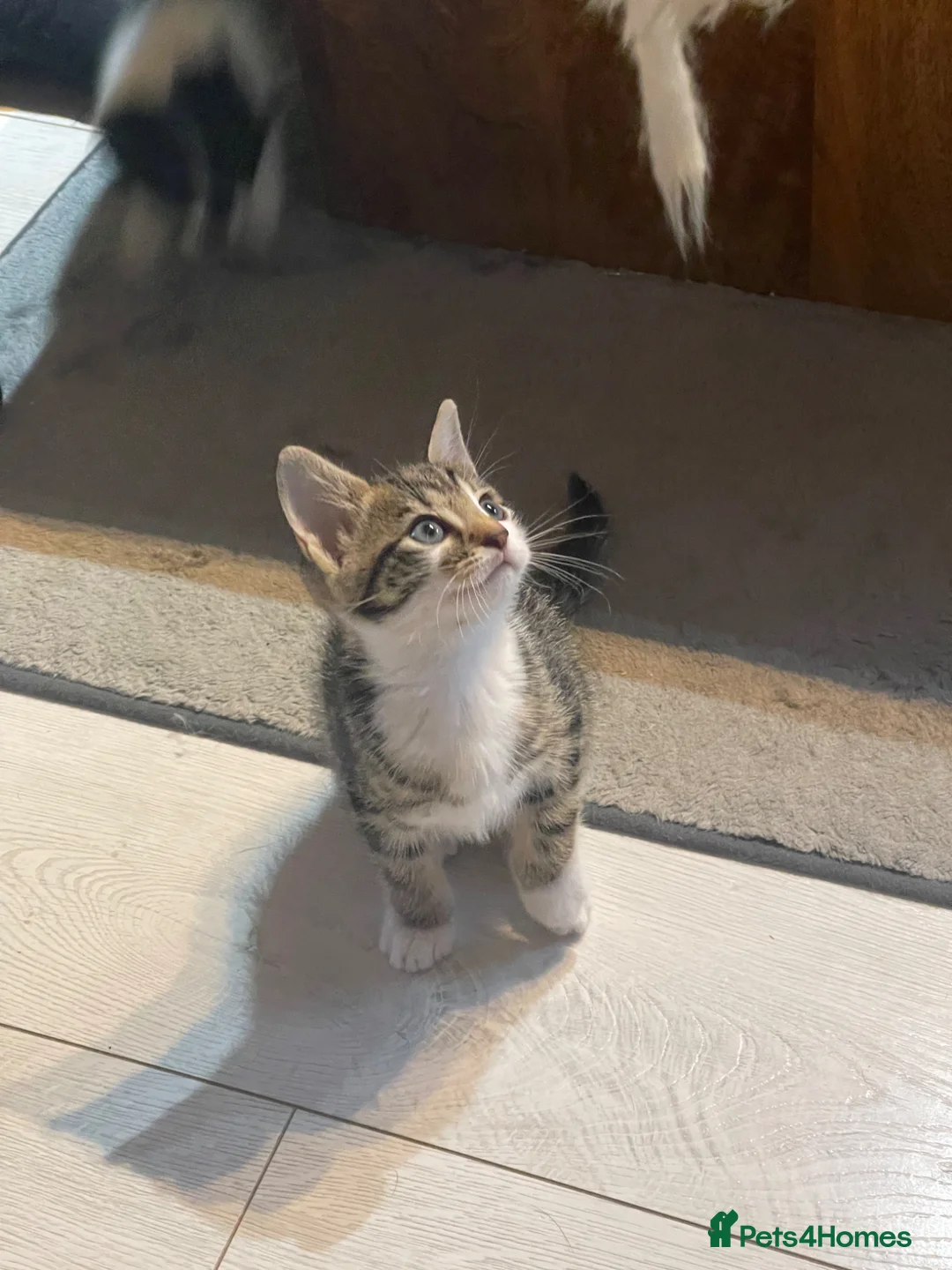 Mixed Breed cats for sale: Beautiful bundles of joy in Canonbie - Advert 7