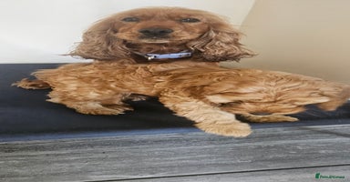 Cockapoo dogs - Advert 13