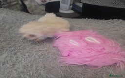 Poochon dogs for sale: Beautiful Poochon Puppies - Image 3