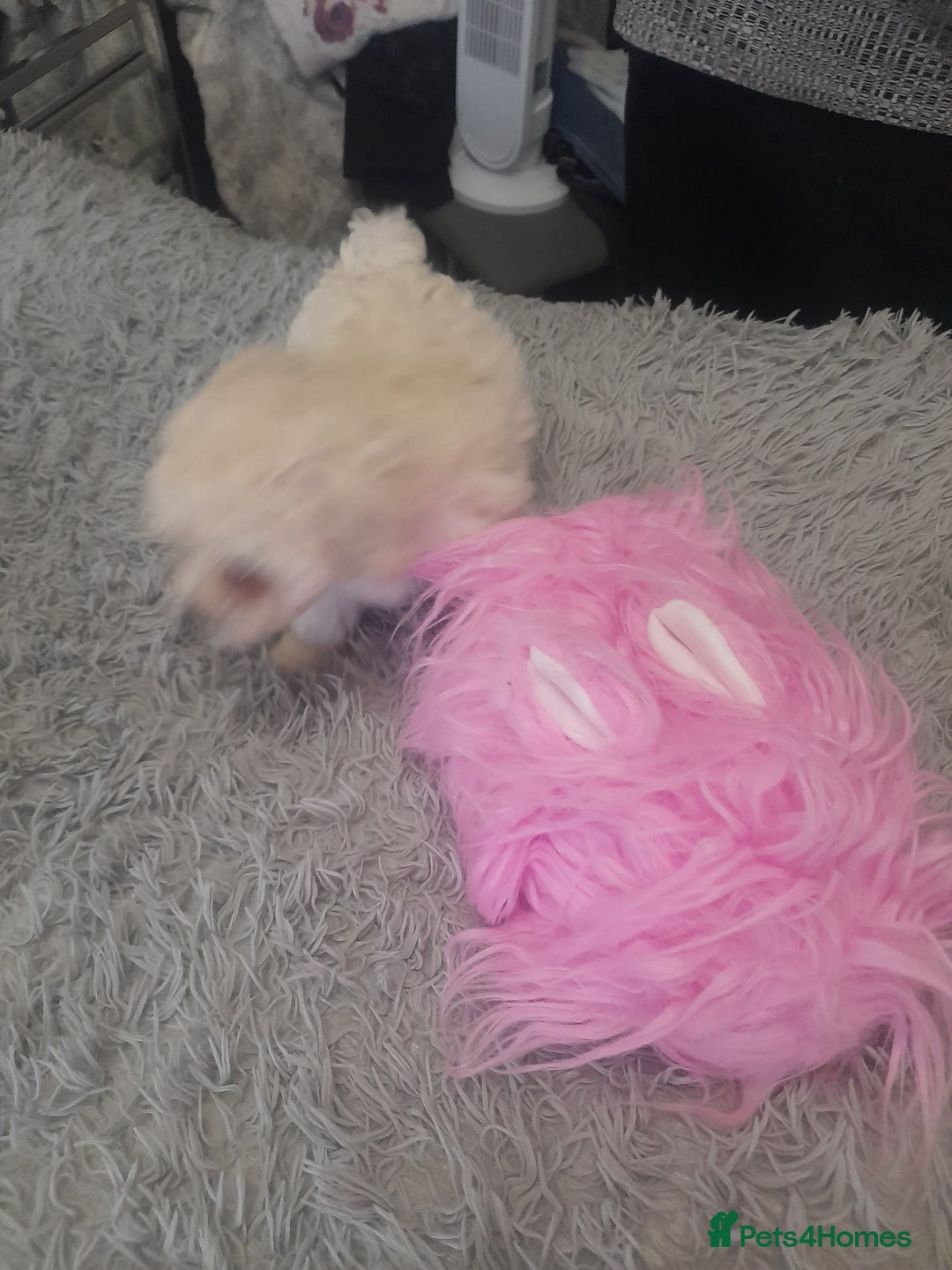 Poochon dogs for sale: Beautiful Poochon Puppies - Image 3