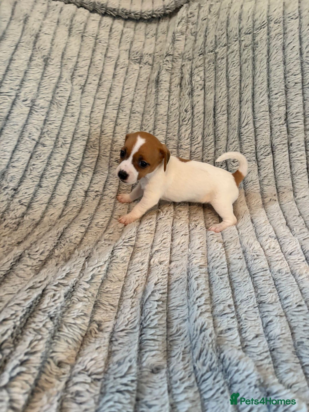 Jack Russell dogs for sale: Jack Russell puppies for sale - Advert 9