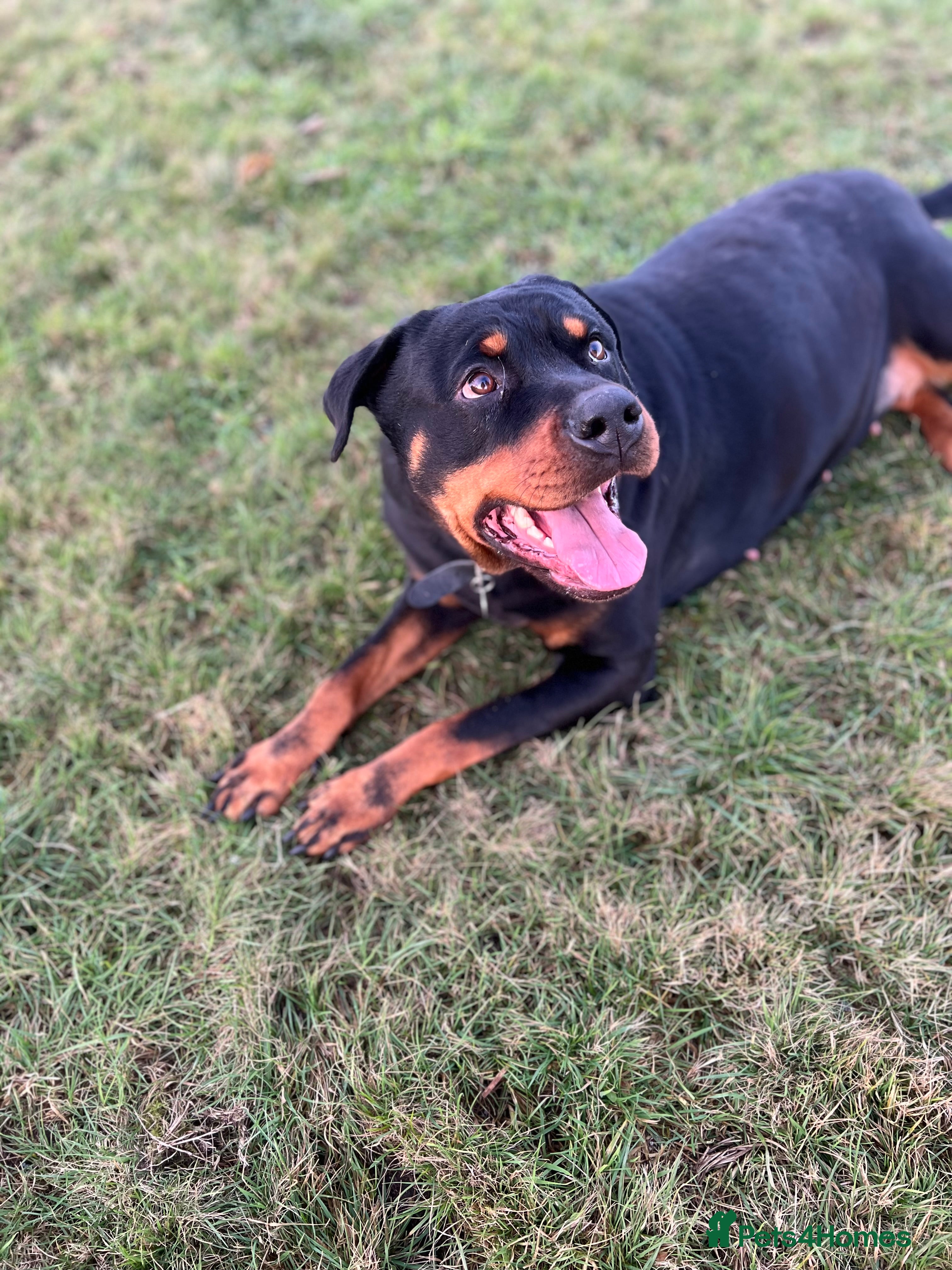 Rottweiler dogs Beautiful 2.5yr Rotty - Advert 1