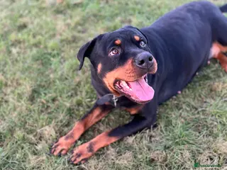 Rottweiler dogs Beautiful 2.5yr Rotty - Advert 1