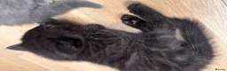 British Shorthair cats for sale: Two male boys from British blue mum - Advert 8