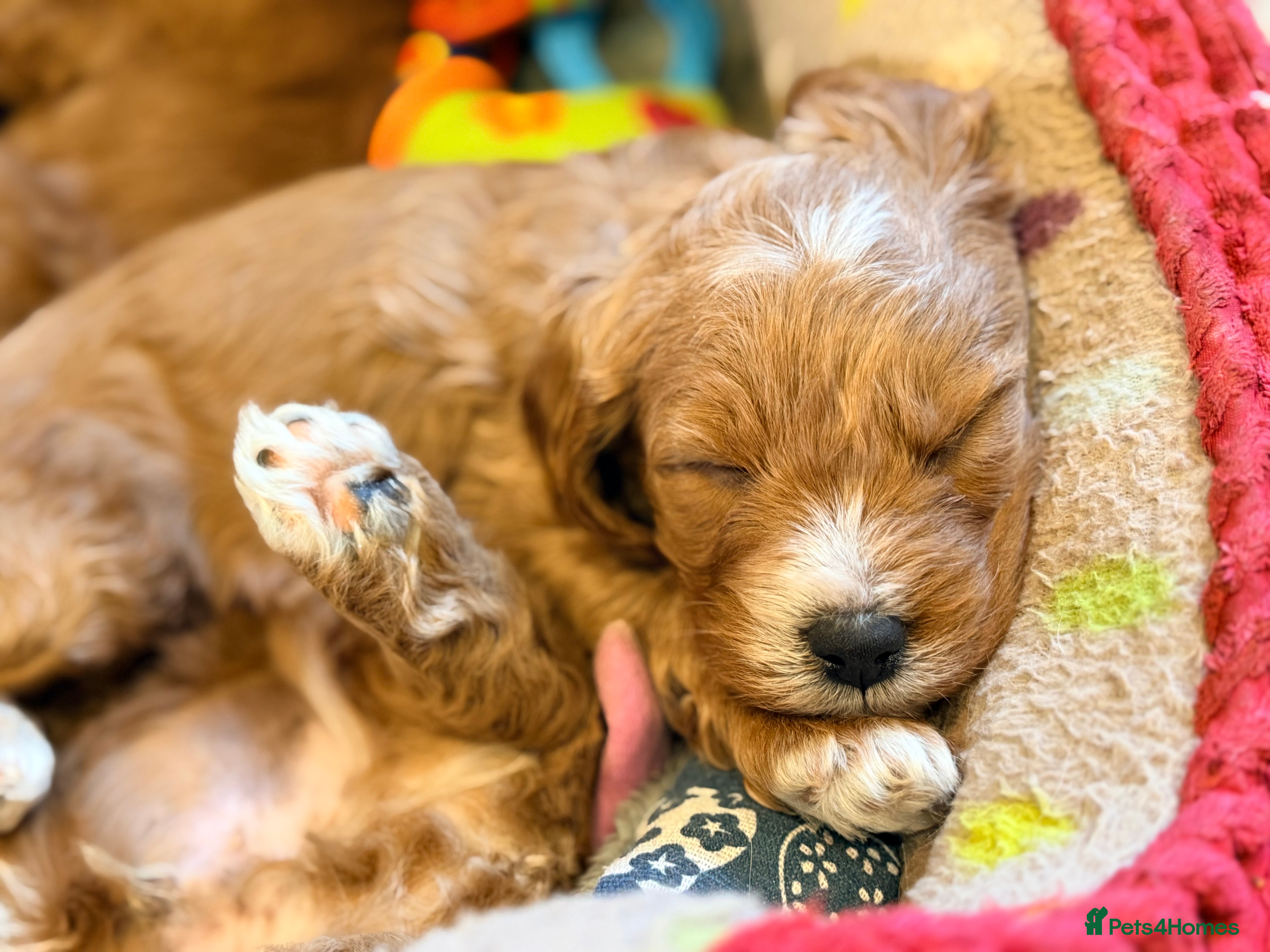 Cavapoo dogs Extensively health tested F1 Toy Cavapoo Puppy - Advert 1