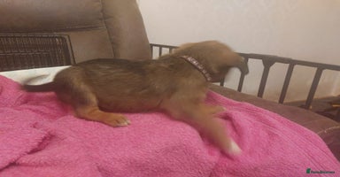 Mixed Breed dogs Gorgeous puppies  - Advert 16