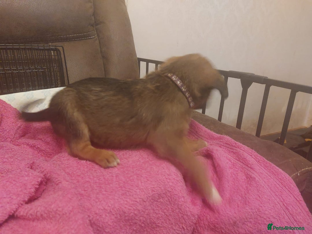 Mixed Breed dogs for sale: Gorgeous puppies  - Advert 3