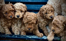 Mixed Breed dogs for sale: 1 lovely boy and one lovely girl Poodle Puppies   - Image 5