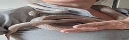 Corn Snake reptiles for sale: Corn snake full set up - Advert 3
