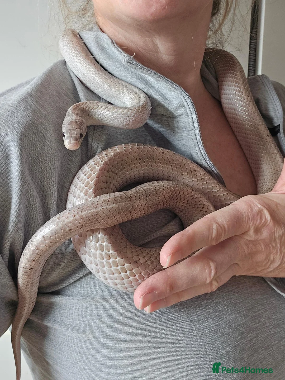 Corn Snake reptiles for sale: Corn snake full set up - Advert 3