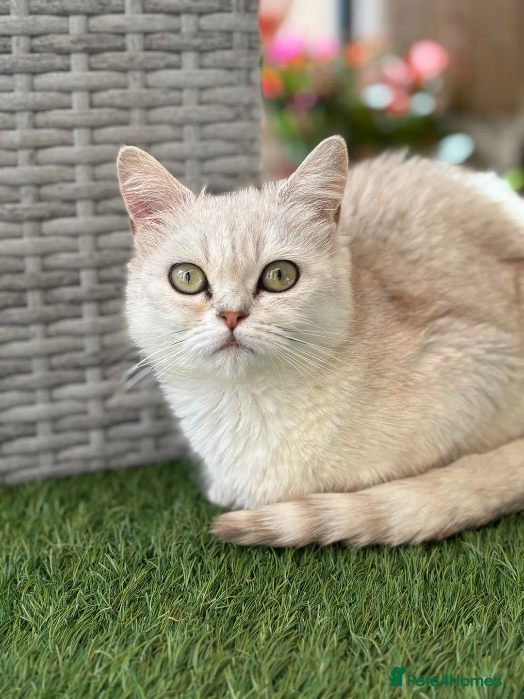 Persian cats for sale: Miss  in Hatfield - Advert 1