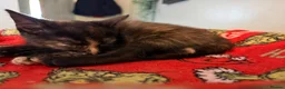 Mixed Breed cats for sale: Kittens  - Advert 11