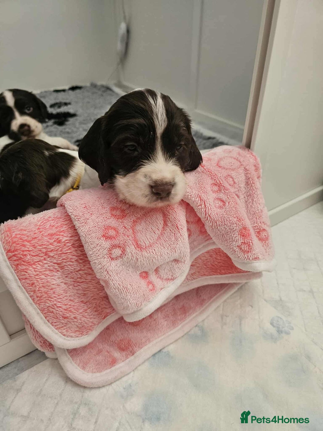 Sprocker dogs for sale: Sprockers for sale  - Image 5