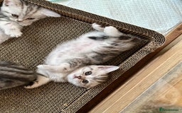 British Shorthair cats for sale: Gorgeous British Shorthair Babies.  - Image 10