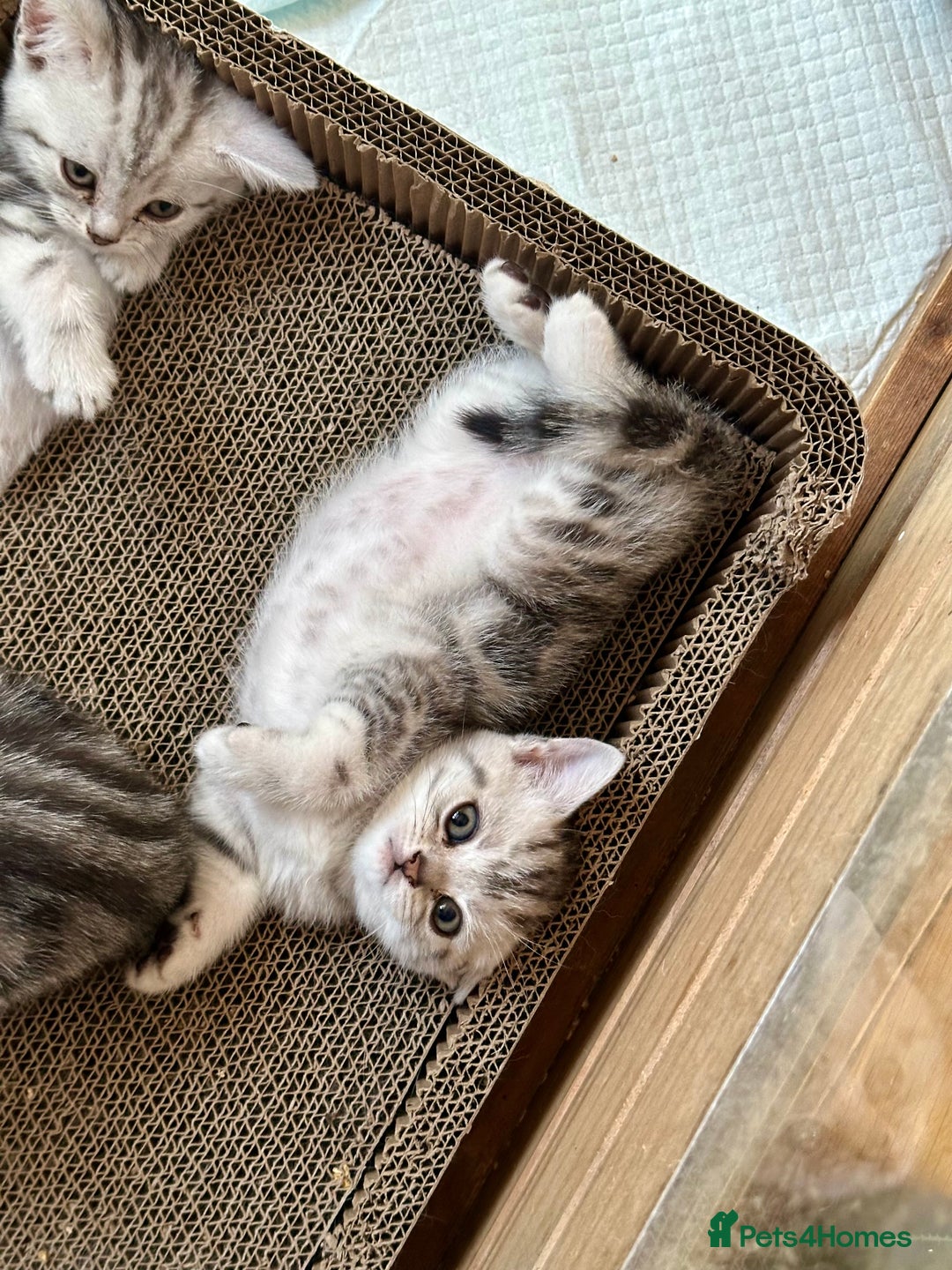 British Shorthair cats for sale: Gorgeous British Shorthair Babies.  - Image 10