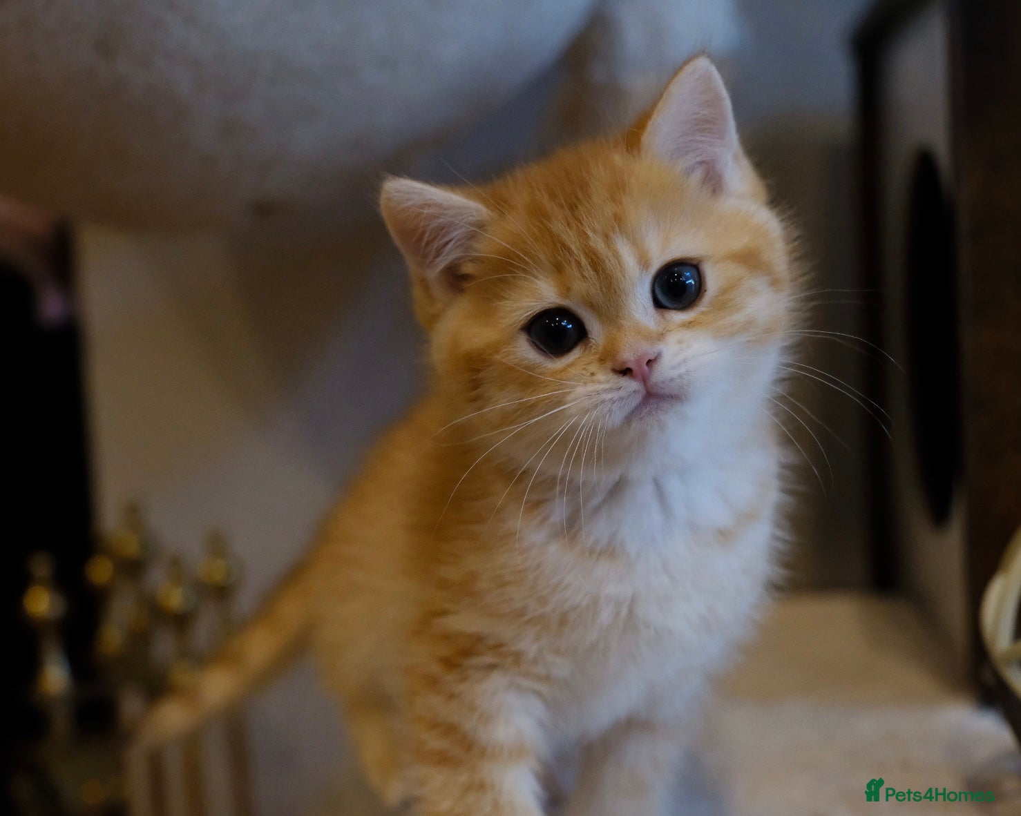 British Shorthair cats Gorgeous BSH GOLDEN BOYS TICA reg - Advert 1