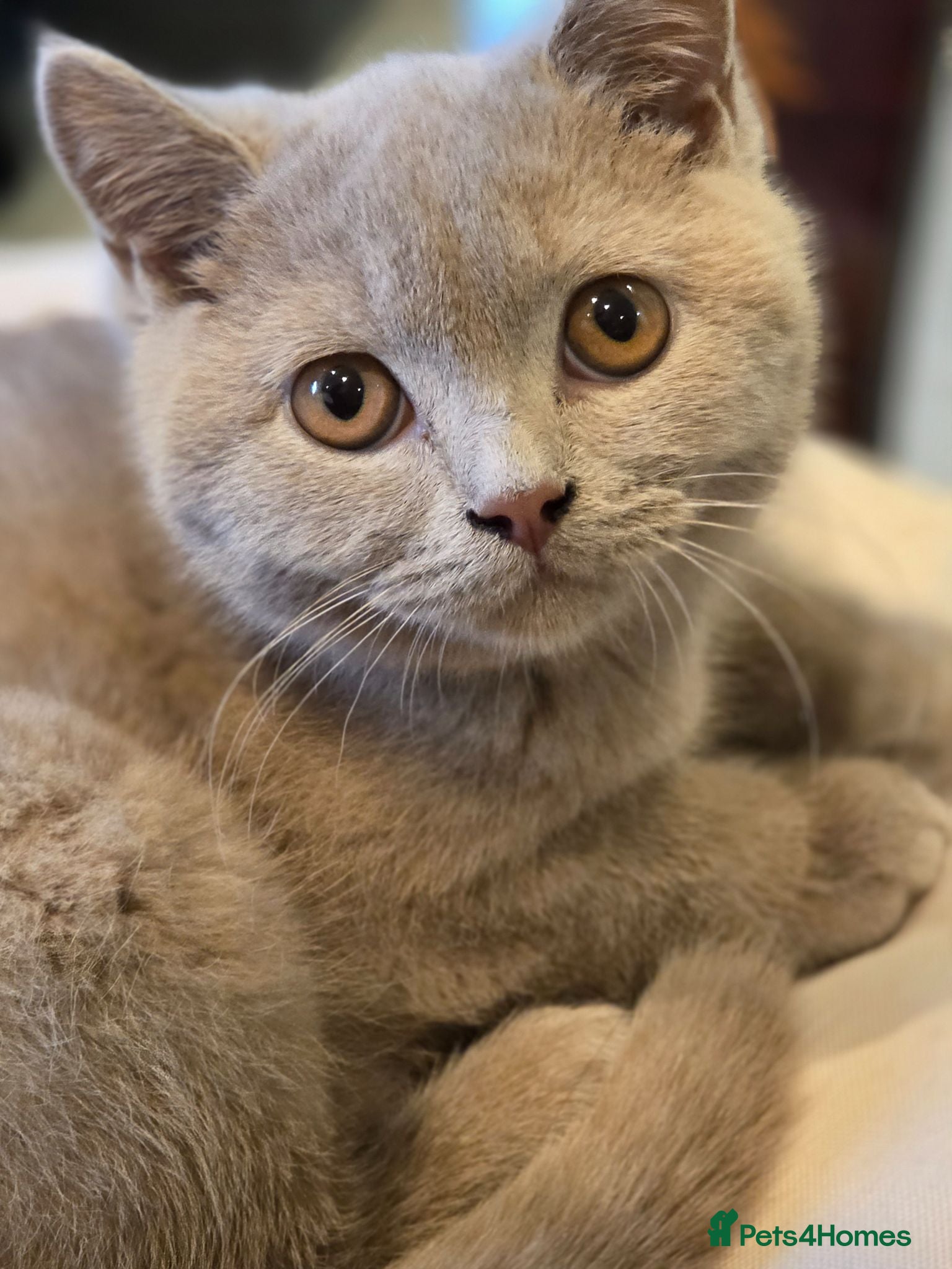 British Shorthair cats British shorthair kittens active - Advert 4