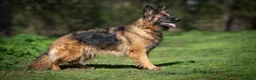 German Shepherd dogs for sale: Beautiful German Shepherd Puppies  - Advert 11