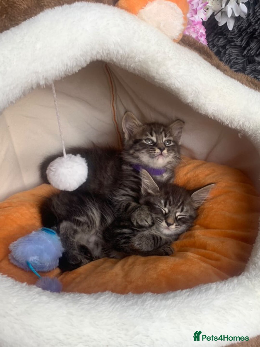 Norwegian Forest Cat cats for sale: GORGEOUS KITTENS READY FOR NEW HOMES SUNDAY in Birmingham - Image 7