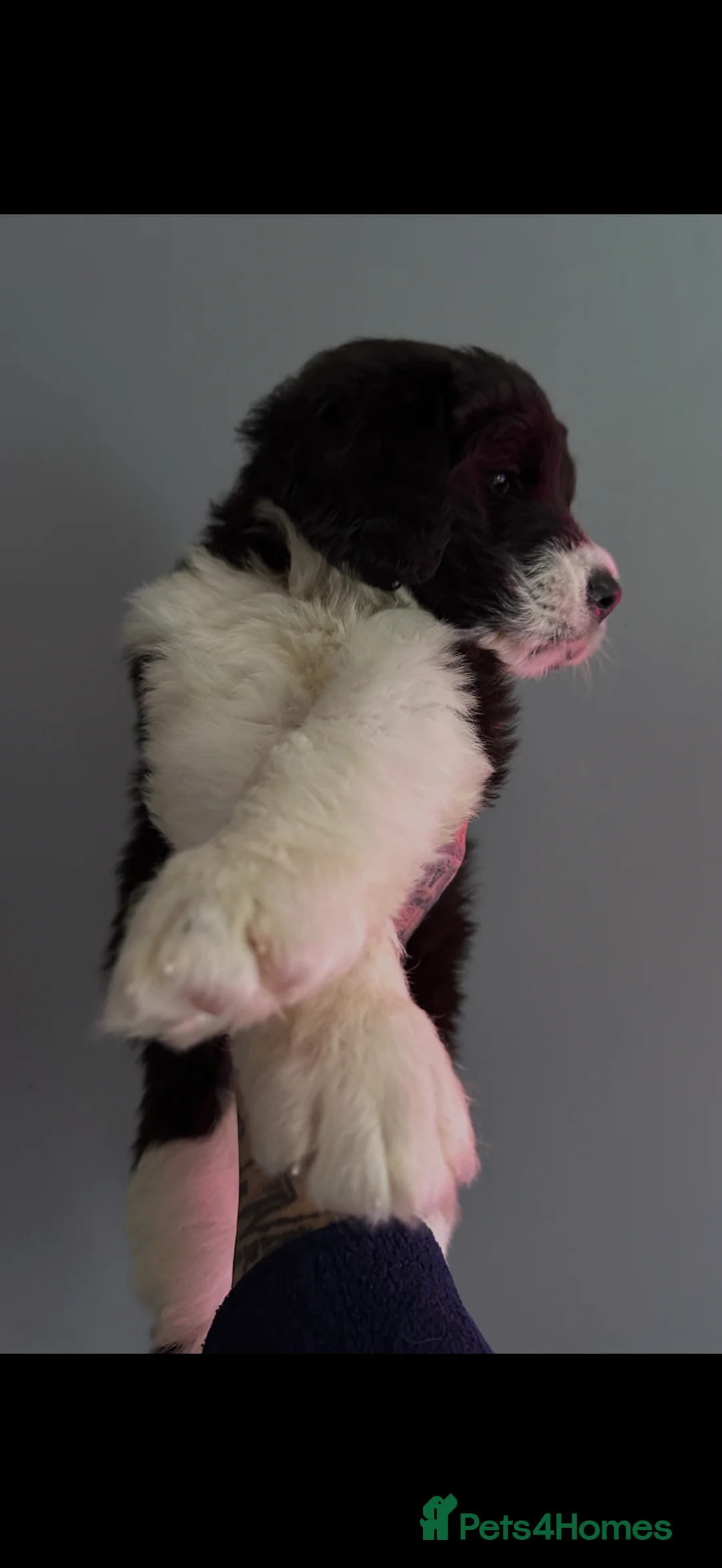 Mixed Breed dogs for sale:  bernedoodles - Advert 1