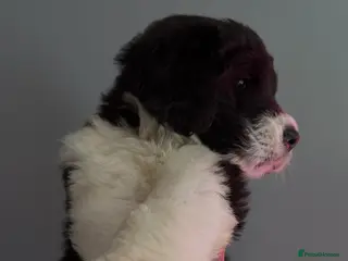 Mixed Breed dogs bernedoodles - Advert 4