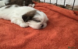 Shih Tzu dogs for sale: Beautiful Shih Tzu puppies  - Image 6