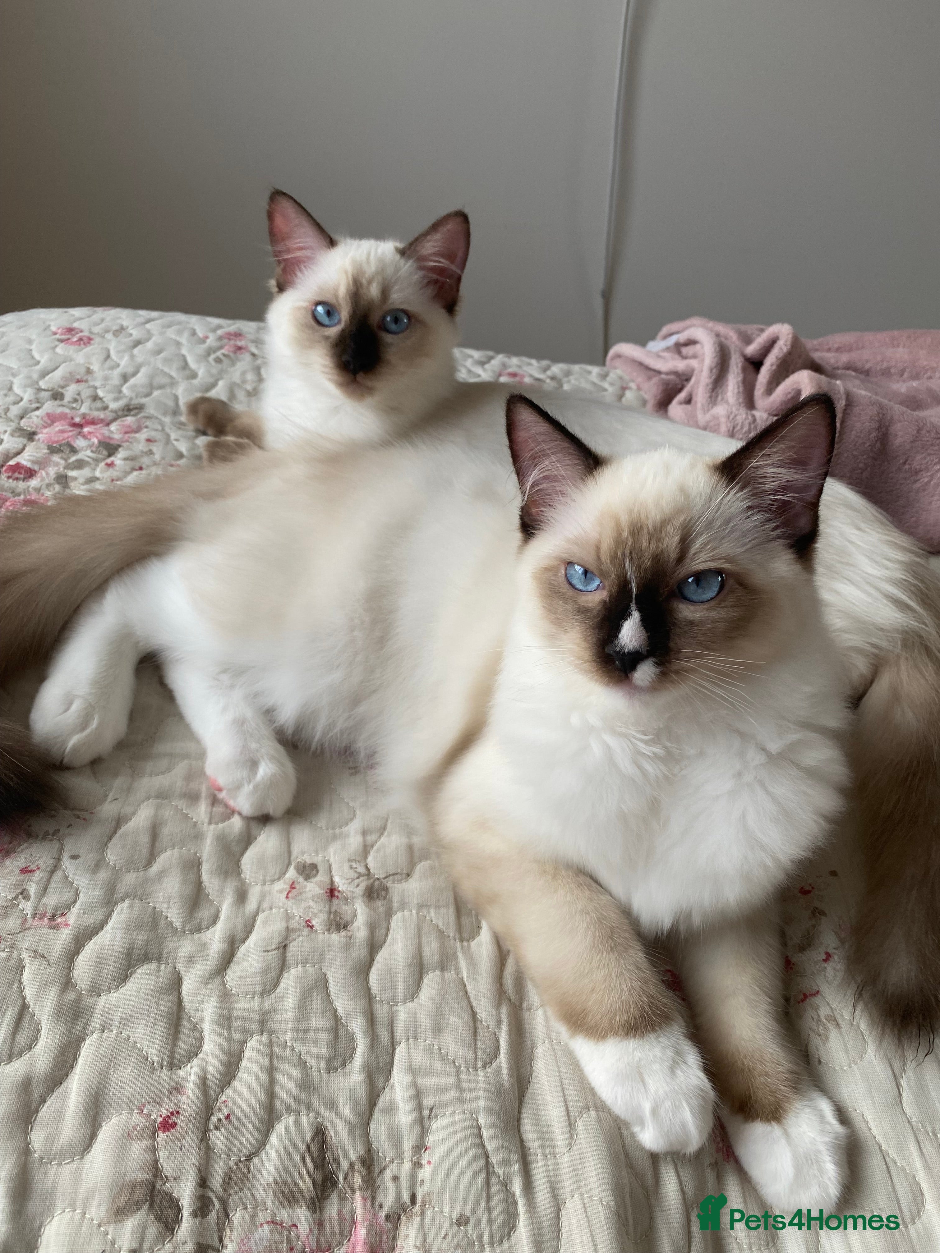 Ragdoll cats Last kitten! GCCF Champion Bloodline 🏆 - Advert 2