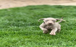 Weimaraner dogs for sale:  Ready next week✨1 Boy & last few Girls Available✨ - Image 36