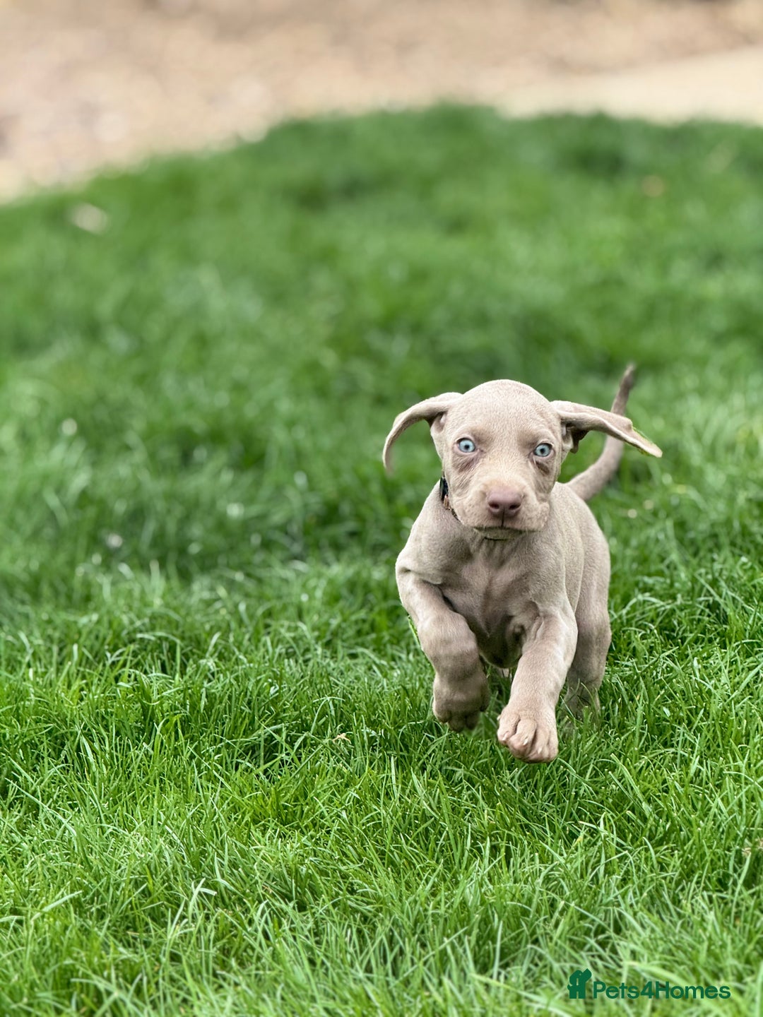 Weimaraner dogs for sale:  Ready next week✨1 Boy & last few Girls Available✨ - Image 36