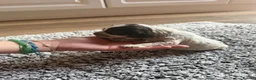 Cocker Spaniel dogs for sale: ❤️ Beautiful KC Show Cocker Spaniel Puppies ❤️ - Advert 4