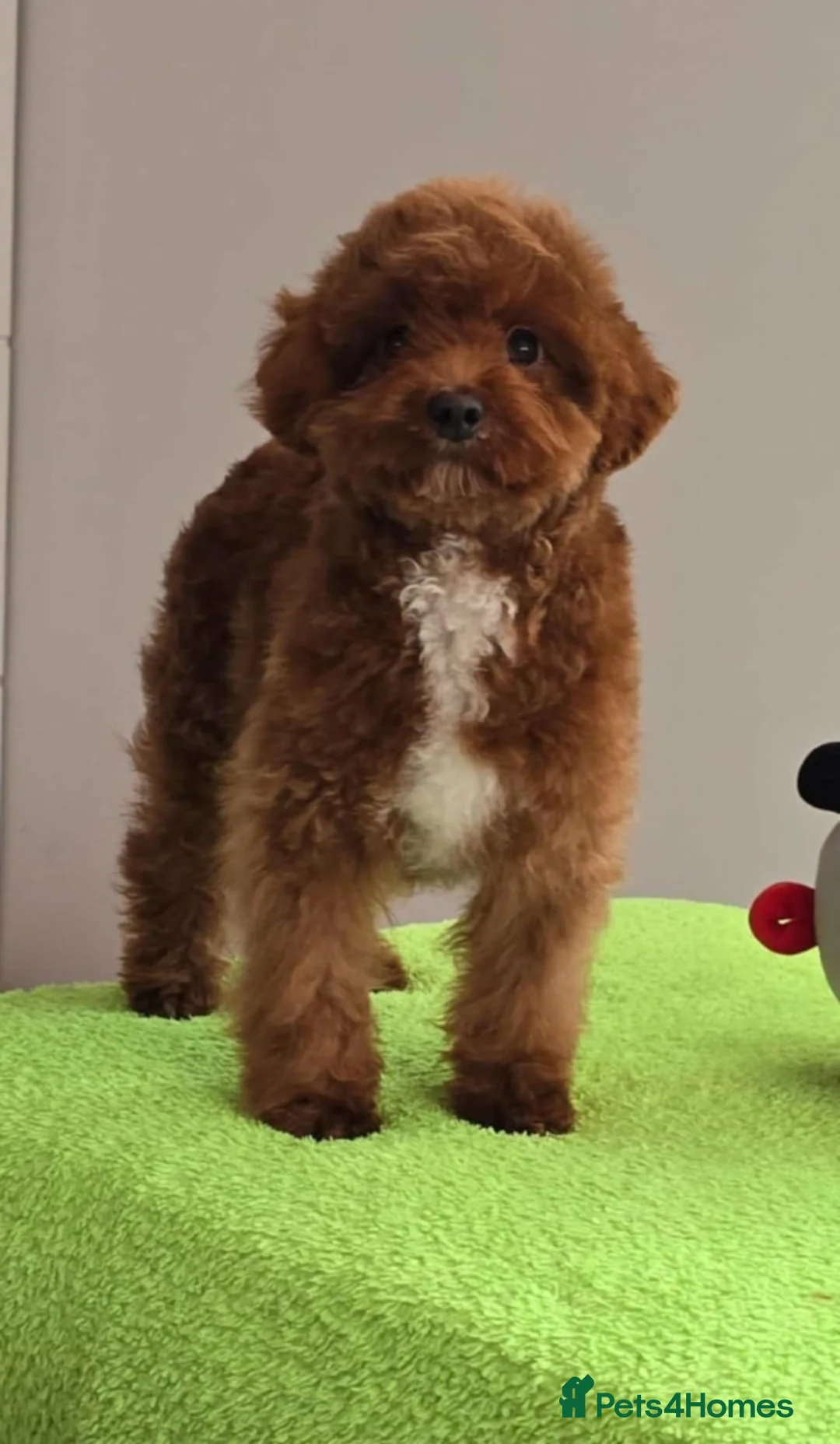 Maltipoo dogs for sale: 6-Month-Old Maltipoo Puppies – Male & Female - Advert 5
