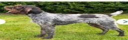 German Wirehaired Pointer dogs for sale: German wirehair pointer pups.  - Advert 10