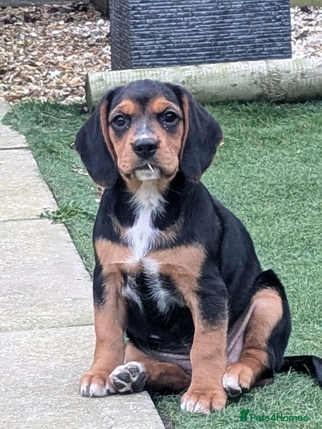Bocker dogs for sale: Bocker little girl  in Darlington - Advert 2