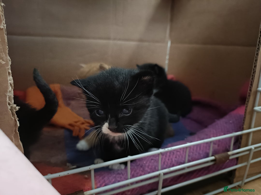 Mixed Breed cats for sale: 4 sweet happy tuxedo kittens - Image 6