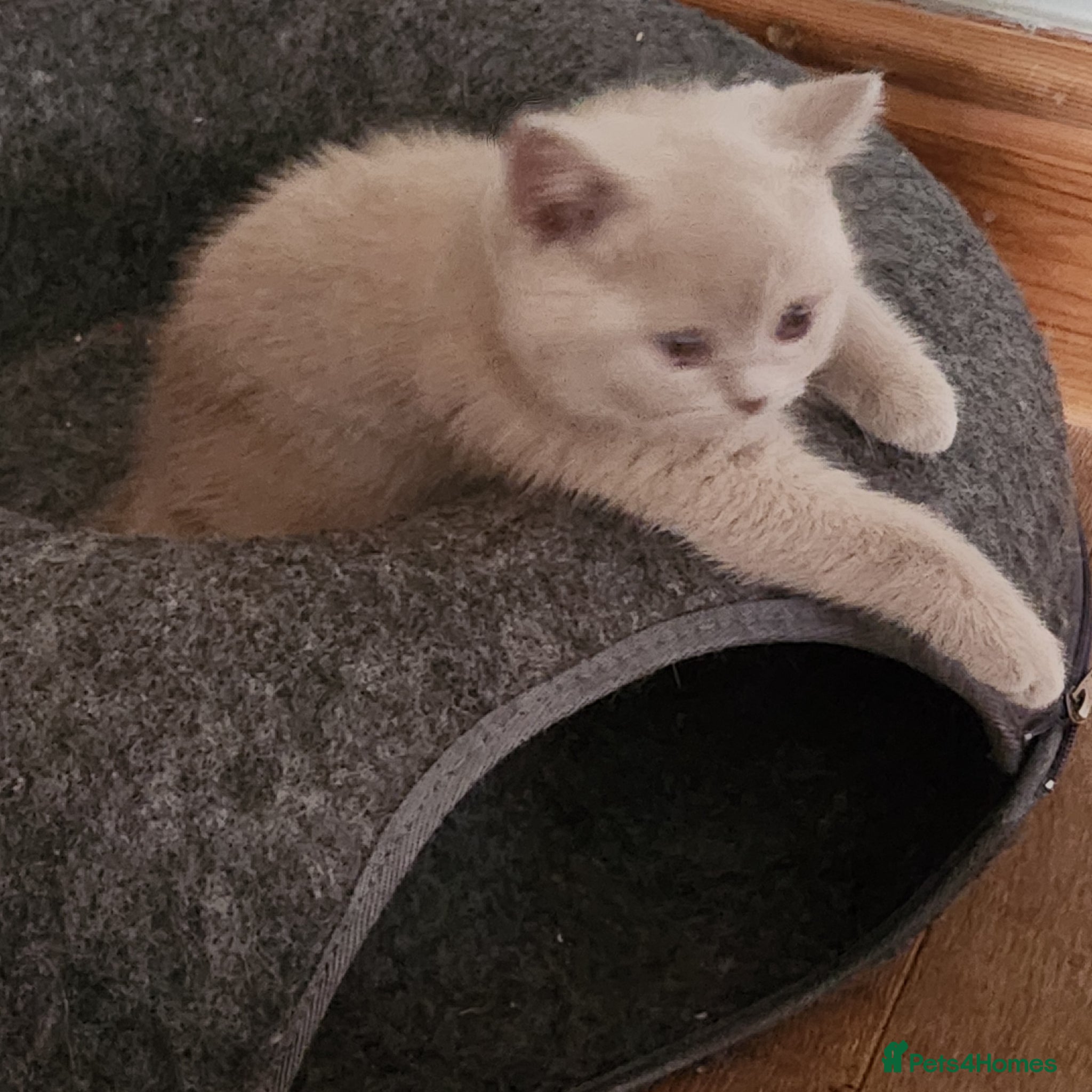 British Shorthair cats for sale: Gorgeous Fawn British shorthair  - Advert 2