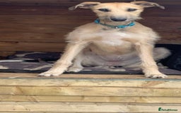 Mixed Breed dogs for sale: Female lurcher  - Image 2