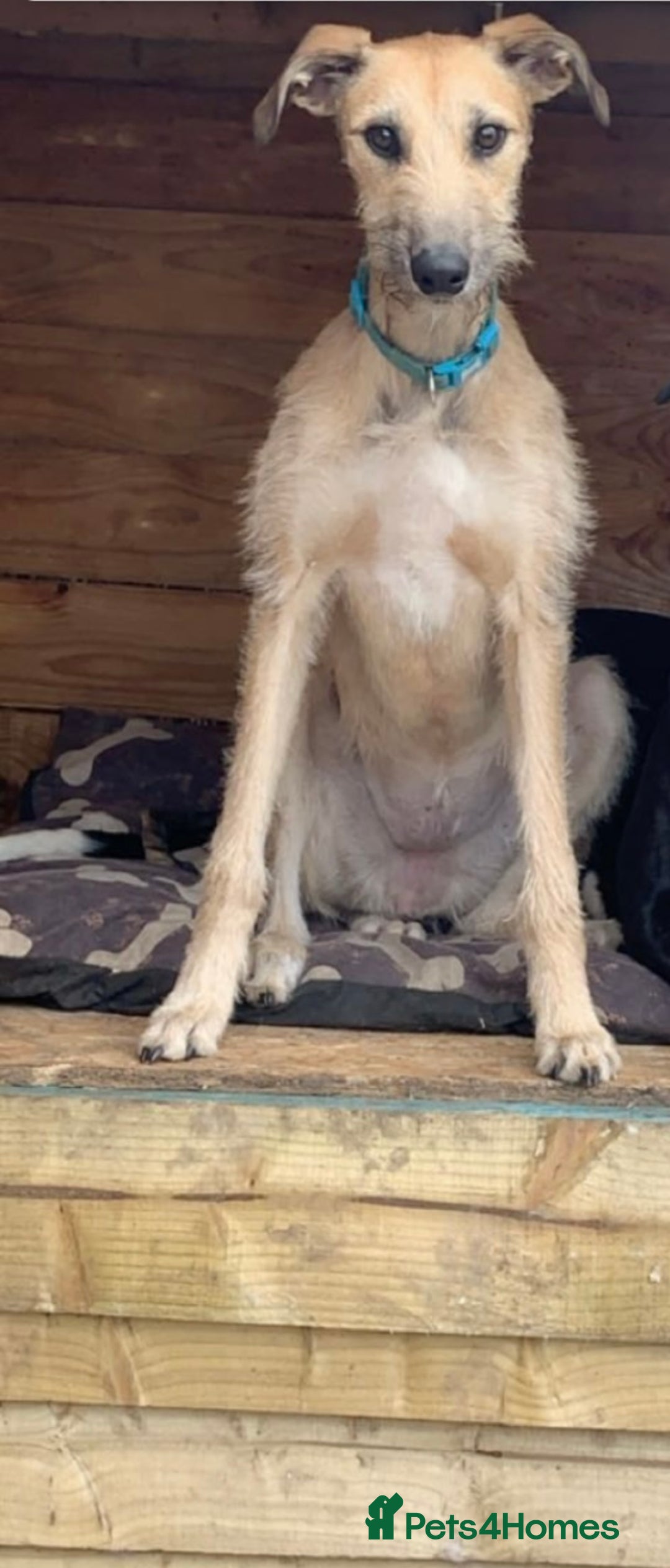 Mixed Breed dogs for sale: Female lurcher  - Image 2
