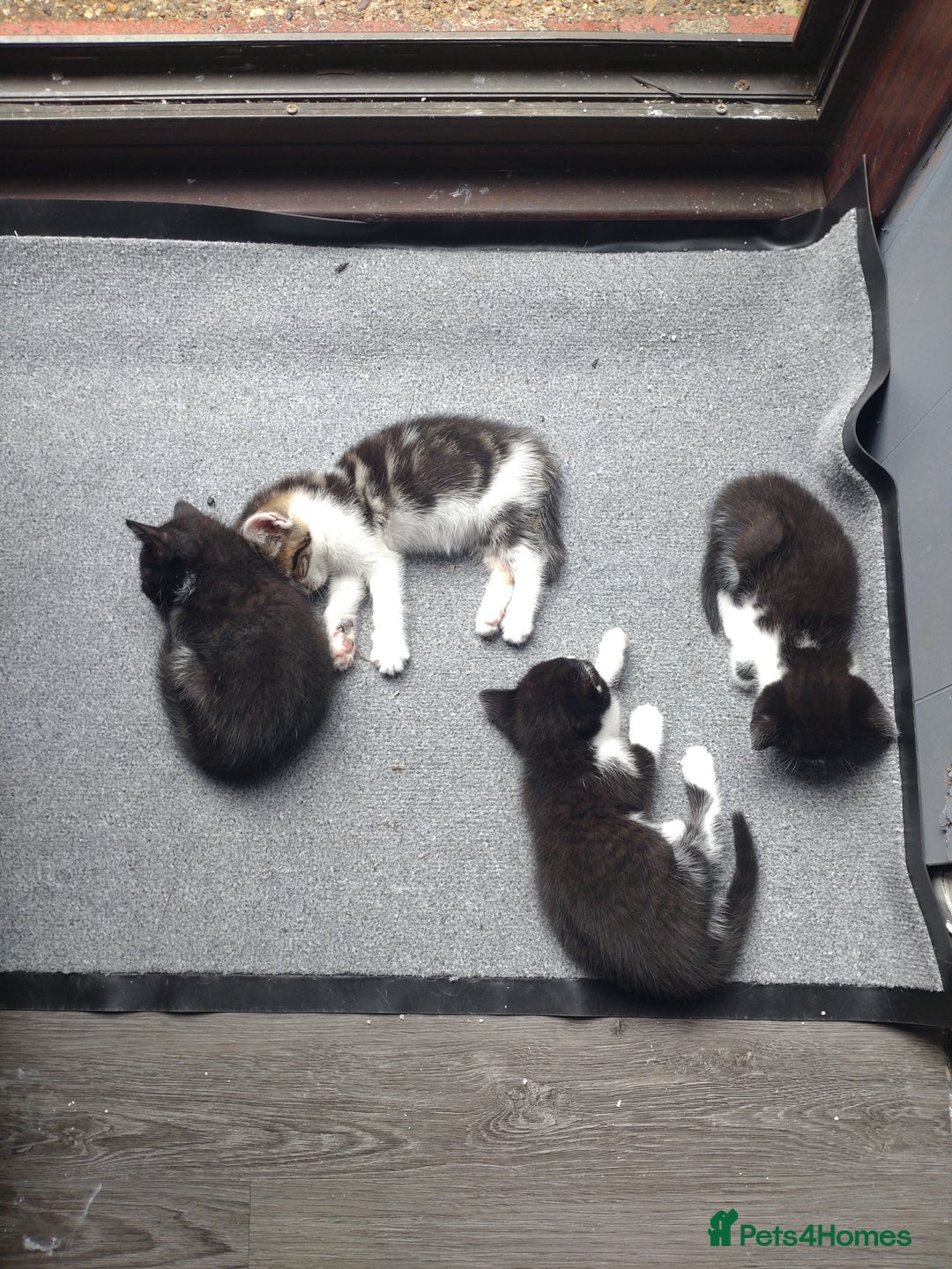 Mixed Breed cats for sale: Kittens - Image 1