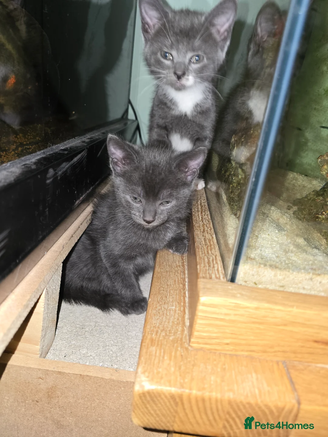 Mixed Breed cats for sale: british short haired mix. - Advert 4