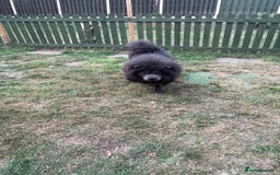 Chow Chow dogs for sale: Beautiful chow chow - Image 5