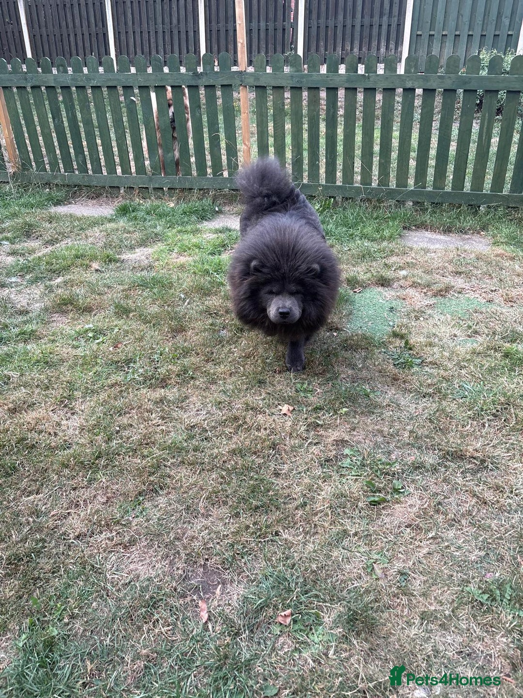 Chow Chow dogs for sale: Beautiful chow chow - Image 5