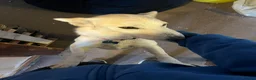 Mixed Breed dogs for adoption: LINDY – 2 years old, Female, Mixed Breed in ELY - Advert 6