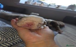 English Bulldog dogs for sale: Beautiful New english bulldogges  - Image 15