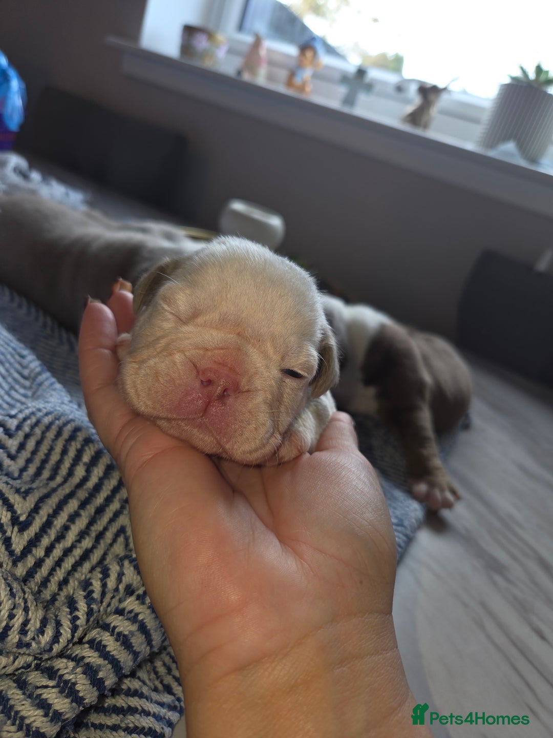 English Bulldog dogs for sale: Beautiful New english bulldogges  - Image 15