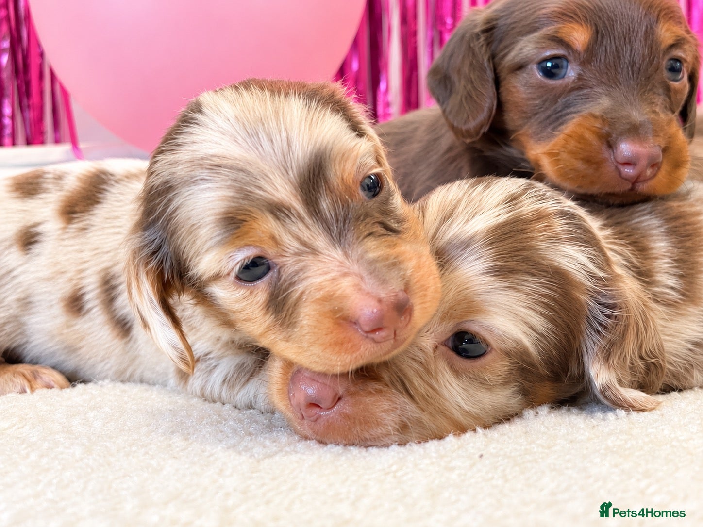 Miniature Dachshund dogs Tiny KC Long Haired Dachshunds  Chocolate & Dapple - Advert 2